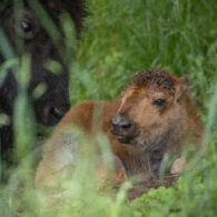 Baby bison born
