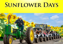 sunflower days