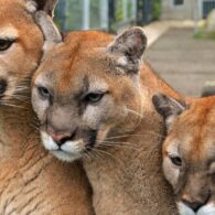 header-cougars-qw581yn6memqcne4liimpqraxce1jr0h4uh1yx5opk