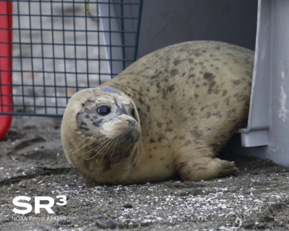 A baby seal peeking out of a crate during a marine wildlife rescue effort.