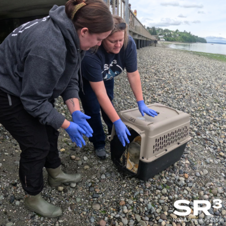 SR3 volunteers carefully preparing to transport a rescued baby seal in a crate on the beach.