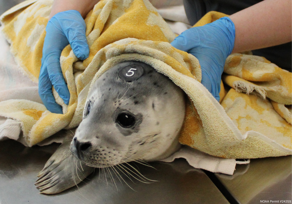 A rescued baby seal wrapped in a towel receiving care at SR3’s marine animal hospital.