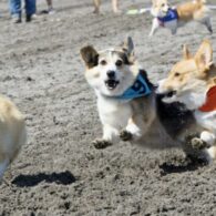 Corgi races at Emerald Downs