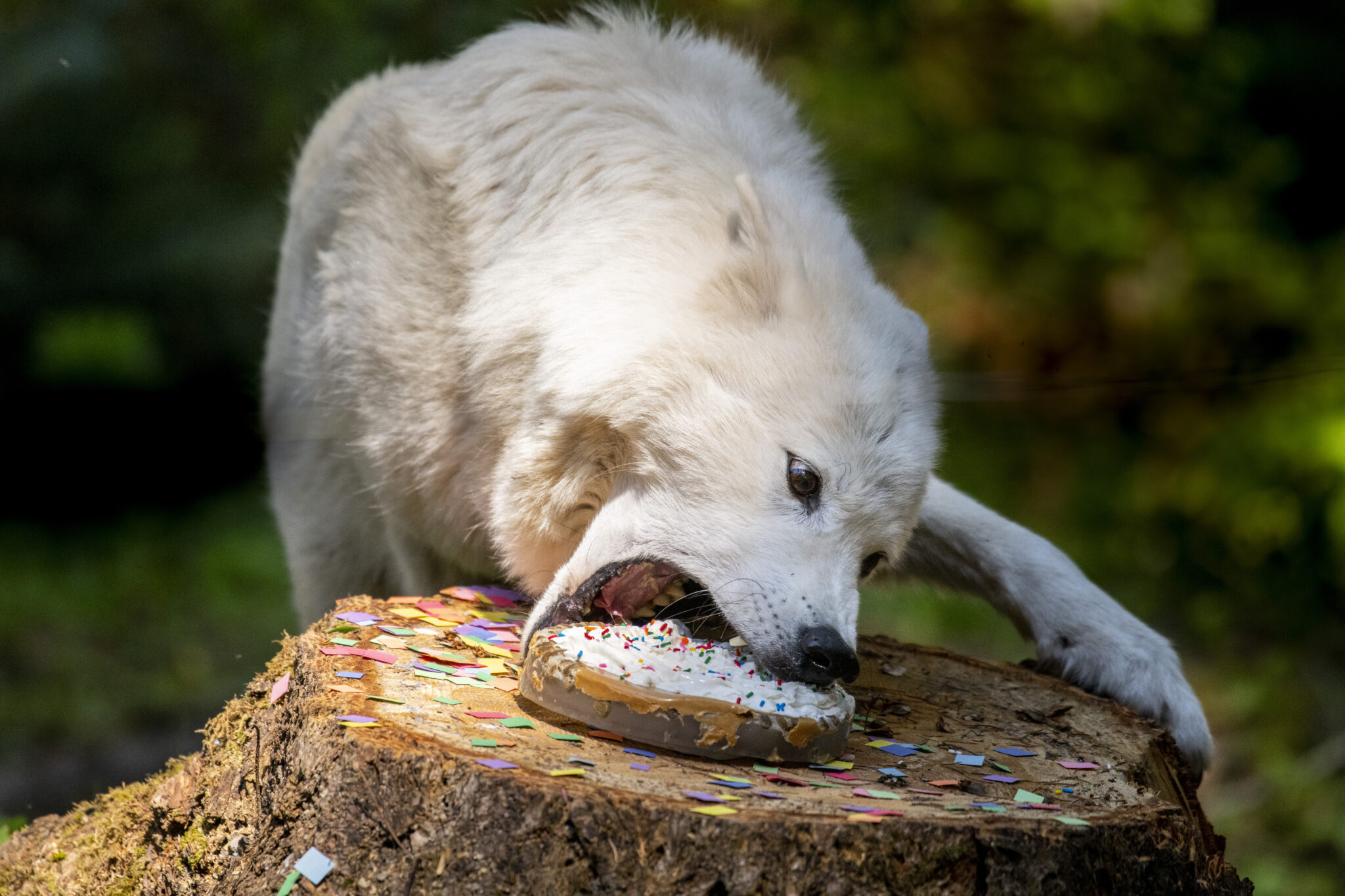 Northwest Trek wolf