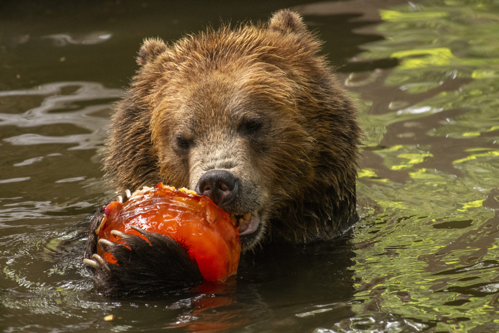 Northwest Trek 50th bear