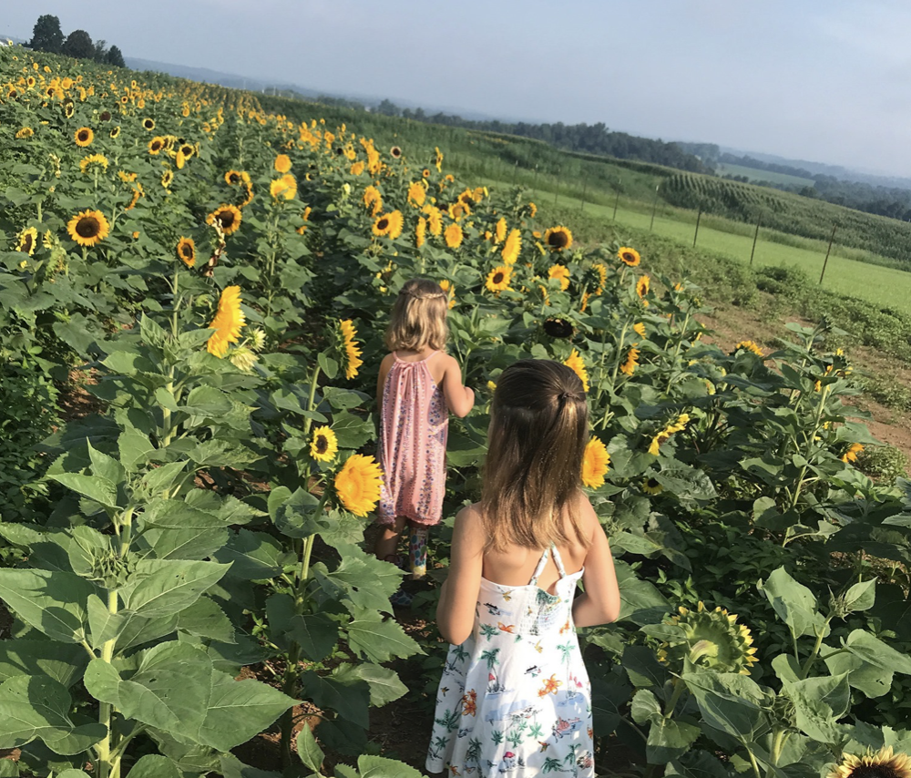 Sunflower Festival at Rutledge Farm. (Photo courtesy: Rutledge Farm).