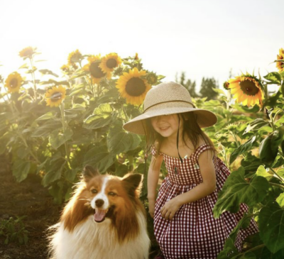 Sunflower Festival at Maris Farms. (Photo courtesy: Maris Farms)