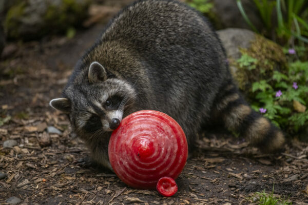 Northwest Trek 50th Racoon 2