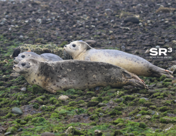 Two harbor seals resting on a rocky Washington beach during seal pup season.