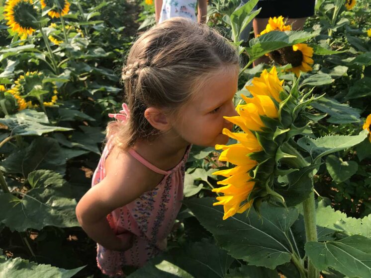 girl-smelling-sunflower-1