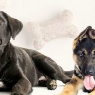 barks and rec