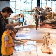 A child at dinosaur skeletons inside the Burke Museum of Natural History and Culture in Seattle, surrounded by fossils and cultural exhibits.