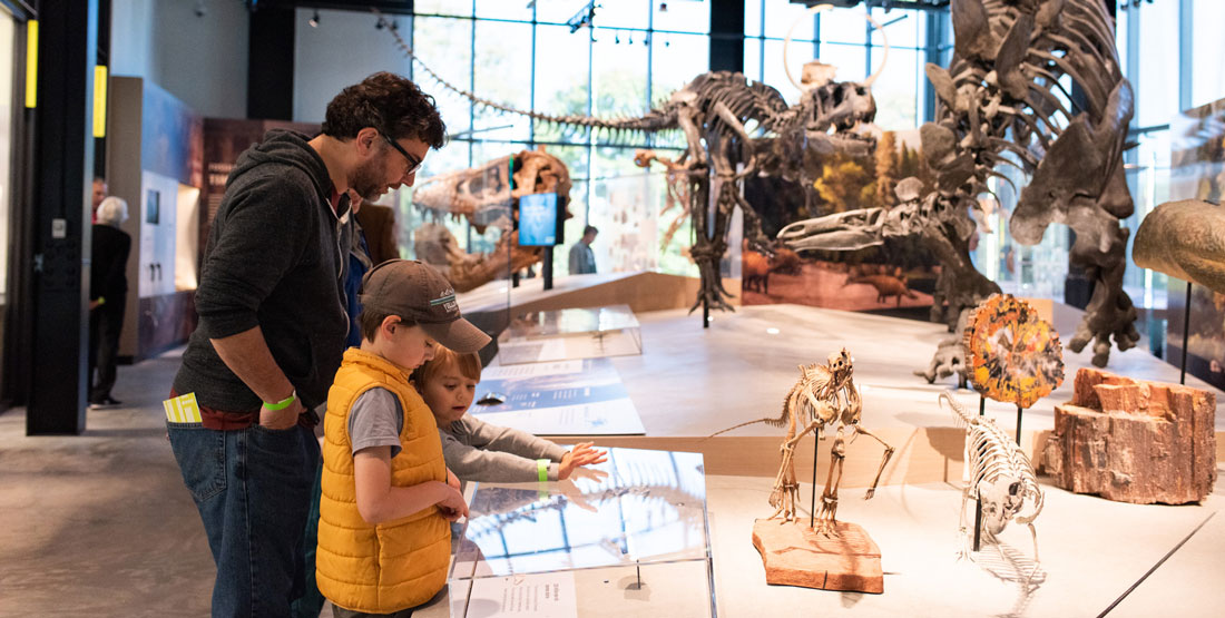 A child at dinosaur skeletons inside the Burke Museum of Natural History and Culture in Seattle, surrounded by fossils and cultural exhibits.