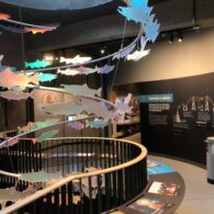 Fish ladder viewing window at the Rocky Reach Discovery Center in Wenatchee, watching salmon swim upstream along the Columbia River.