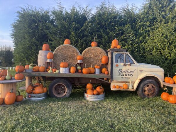 Vintage truck decorated with pumpkins and hay bales at a family pumpkin patch near Seattle.