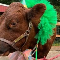 farm fair
