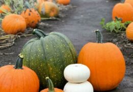 pumpkin farm and patch
