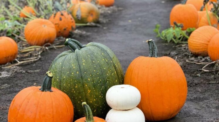 pumpkin farm and patch