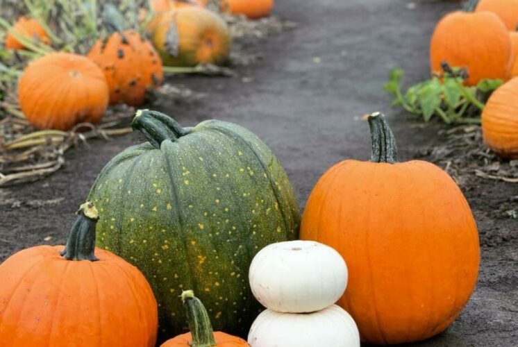 pumpkin farm and patch