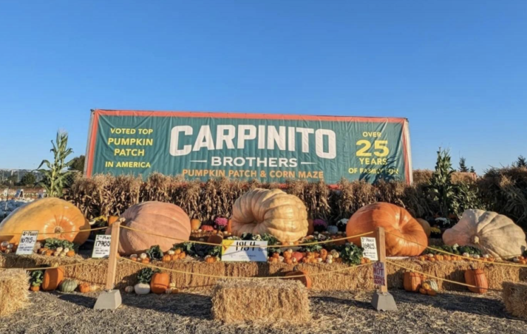 pumpkin weigh off
