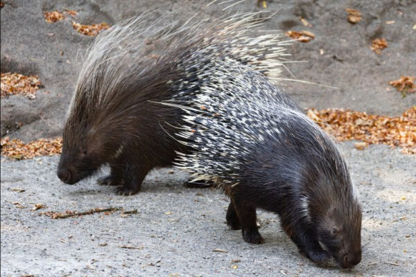 Two African crested porcupines with long striped quills standing side by side in their Woodland Park Zoo habitat.