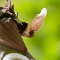 Spotted bat in Washington State, perched on a branch