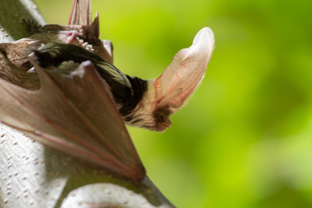 Spotted bat in Washington State, perched on a branch