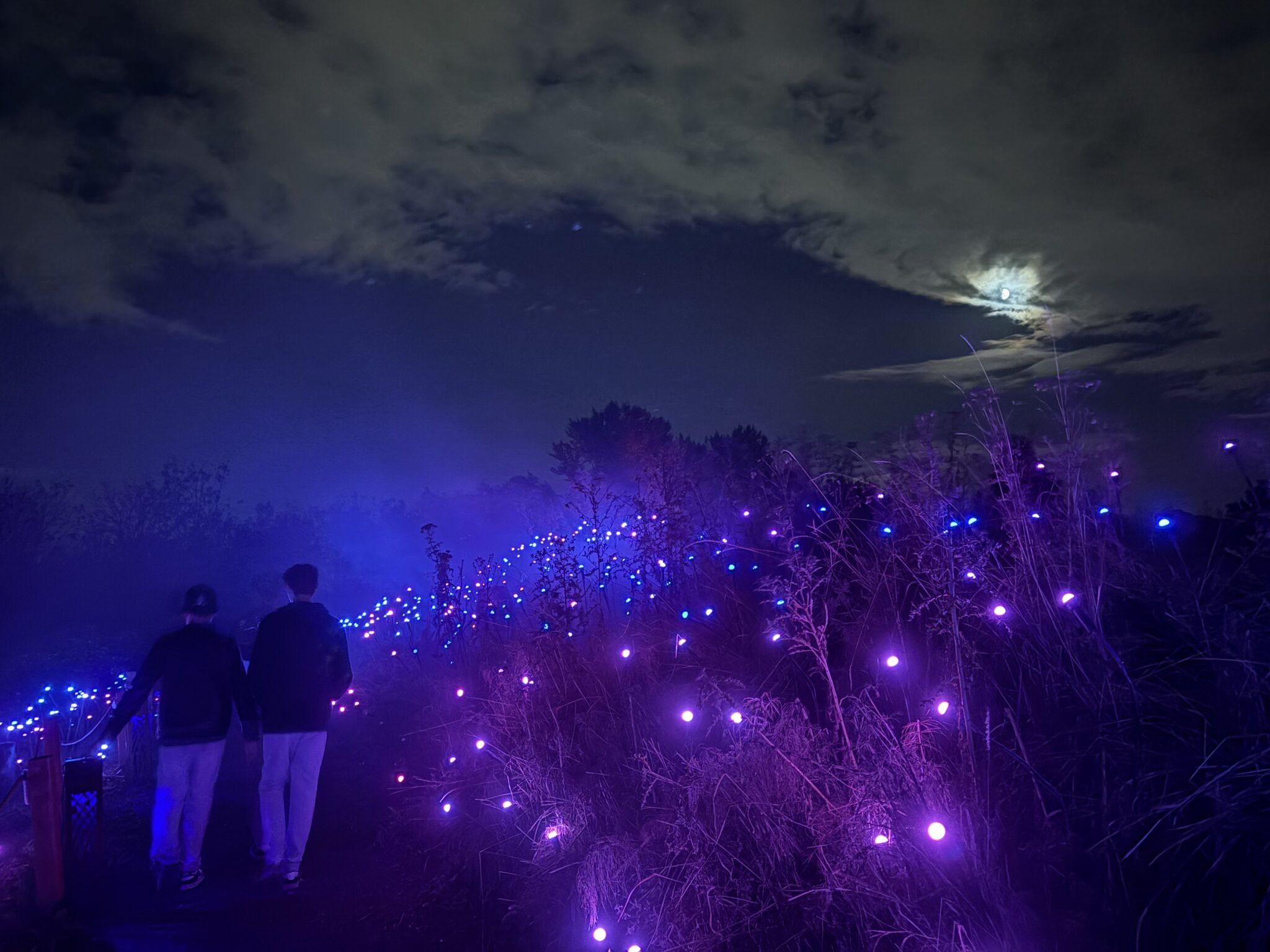 Fog drifts across a wooded trail as colorful lights create a spooky atmosphere at Forest of Shadows in Seattle.