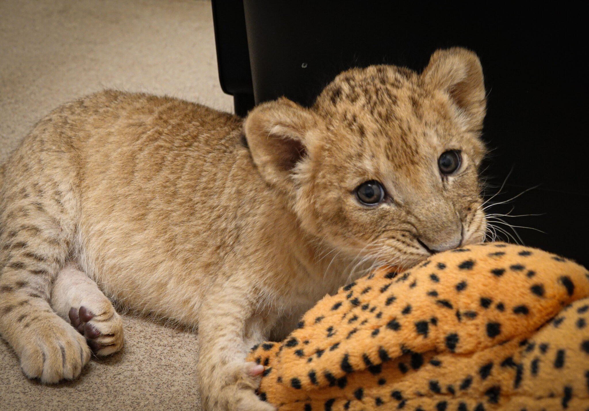 Africa lion cubs play