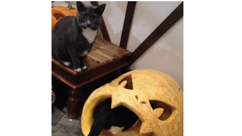 cat o lantern