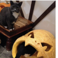 cat o lantern
