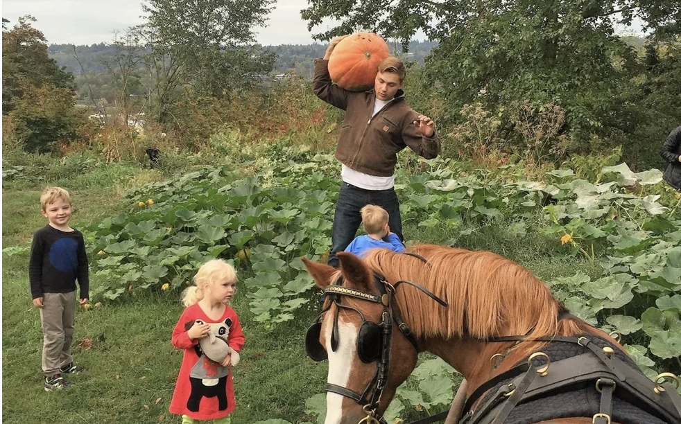 pumpkin and ponies