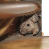 Rodents