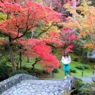 Brilliant red and orange maple leaves line a trail at the Washington Park Arboretum in Seattle during peak fall colors in Seattle 2025