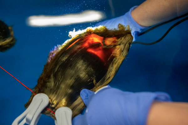 zebra shark pup hatched in Indonesia, egg
