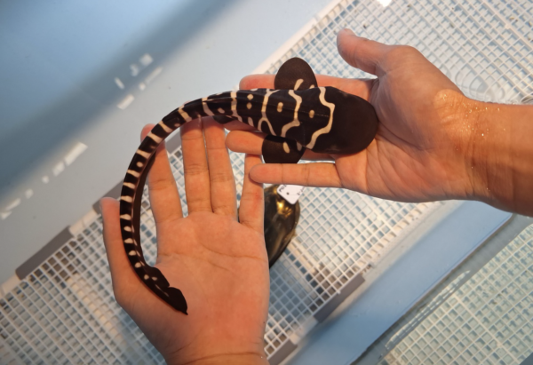 zebra shark pup hatched in Indonesia, Jelly