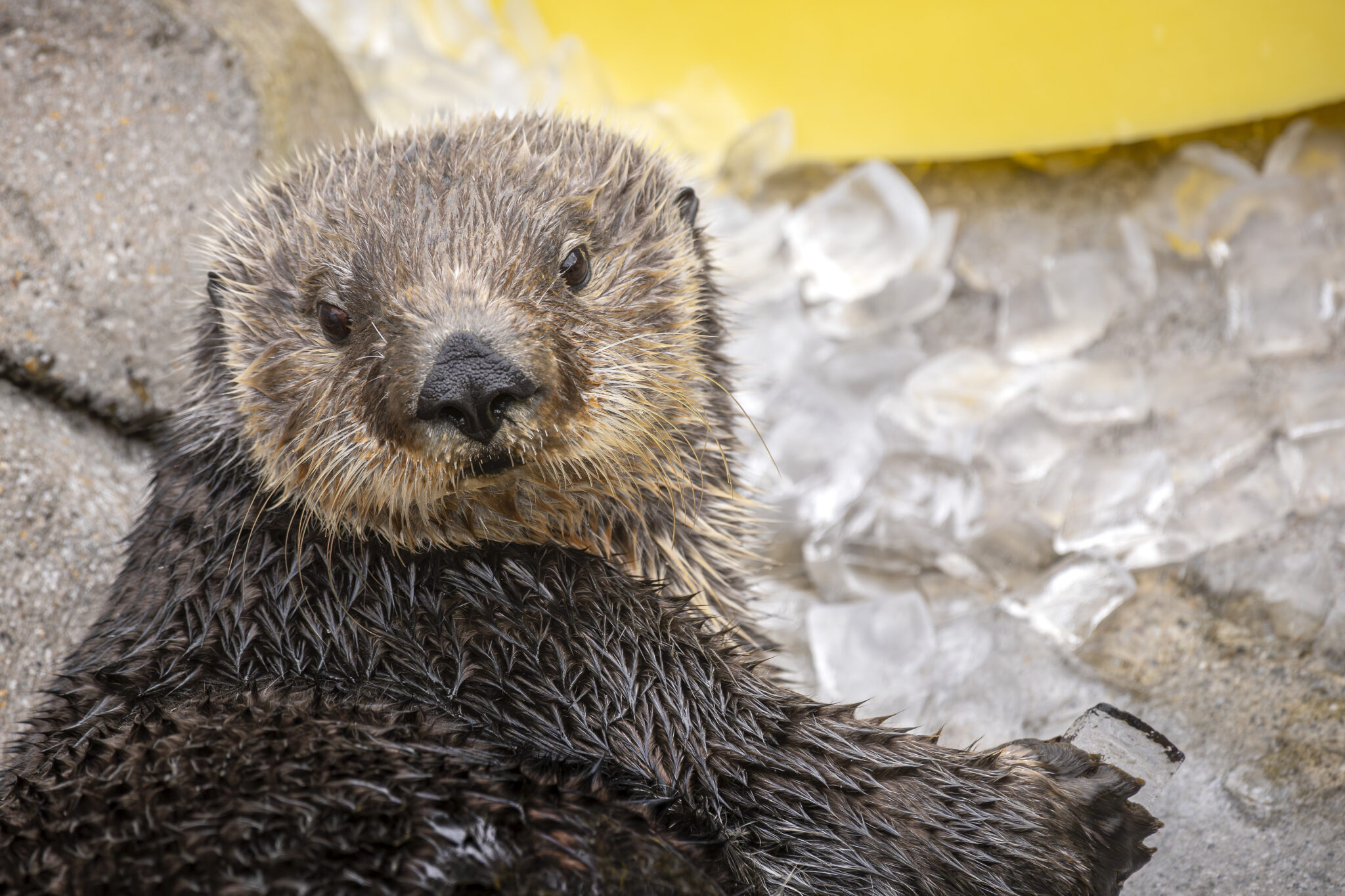 Seattle Aquarium southern sea otter Ruby