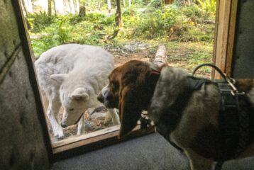 NW Trek Dog Days