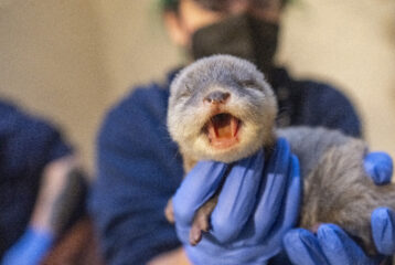 Point Defiance Zoo baby otter