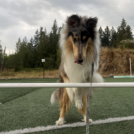 Dog Days