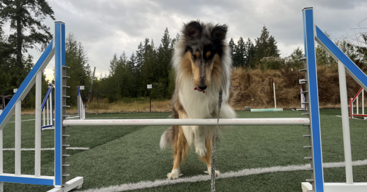 Dog Days