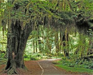 Washington political news for families forests