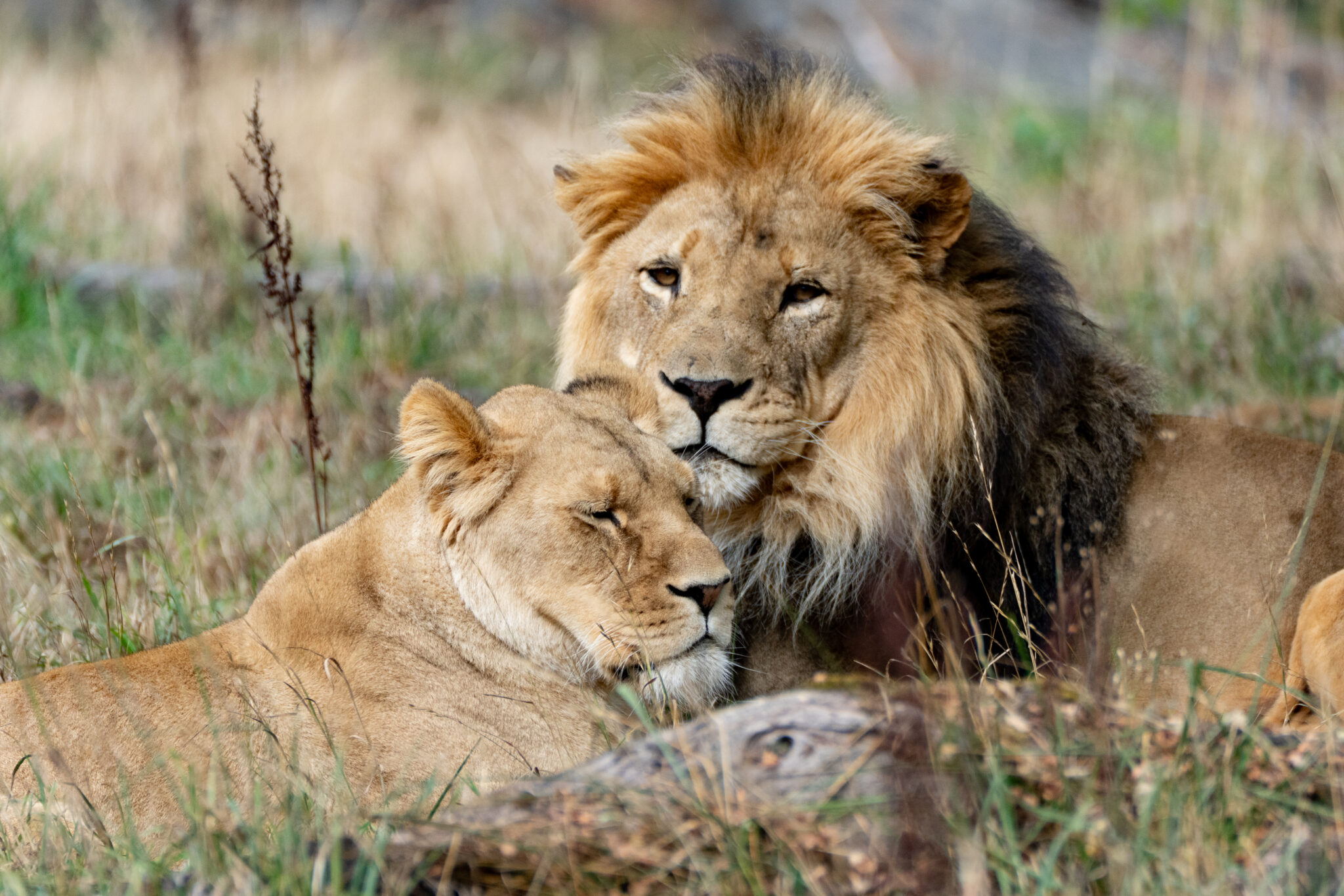 lion cubs born at Woodland Park Zoo parents