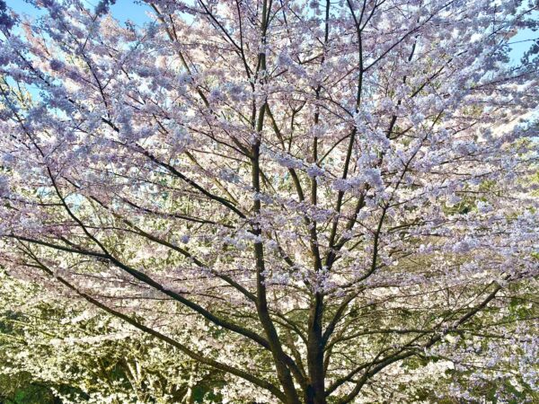 Washington Political News for Families cherry