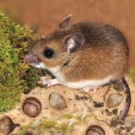 hantavirus risk King County