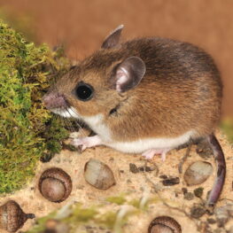 hantavirus risk King County