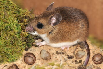 hantavirus risk King County