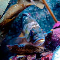 Celebrate Asian American Pacific Islander Heritage Days May Aquarium