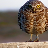 Washington Political News for Families: Key updates this week owl
