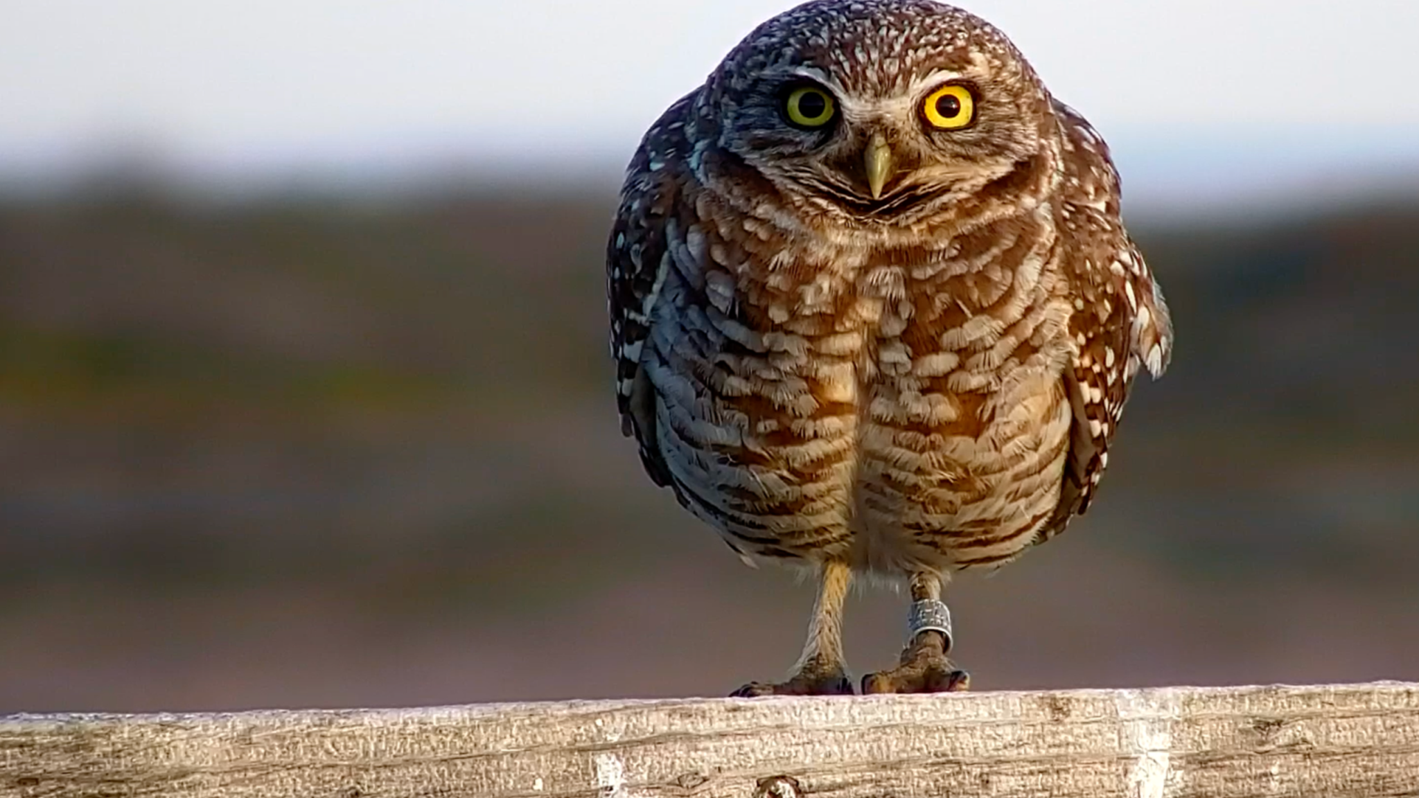 Washington Political News for Families: Key updates this week owl